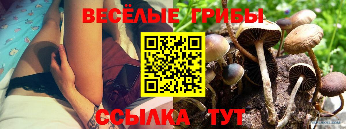 Брянск  Псилоцибиновые грибы MAGIC MUSHROOMS  Вход с VPN 